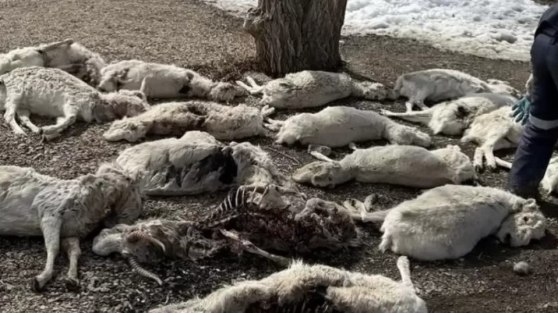 Ұлытау облысында үш мыңға жуық киіктің өлексесі табылды: облыс әкімі киік өліміне не себеп болғанын айтты