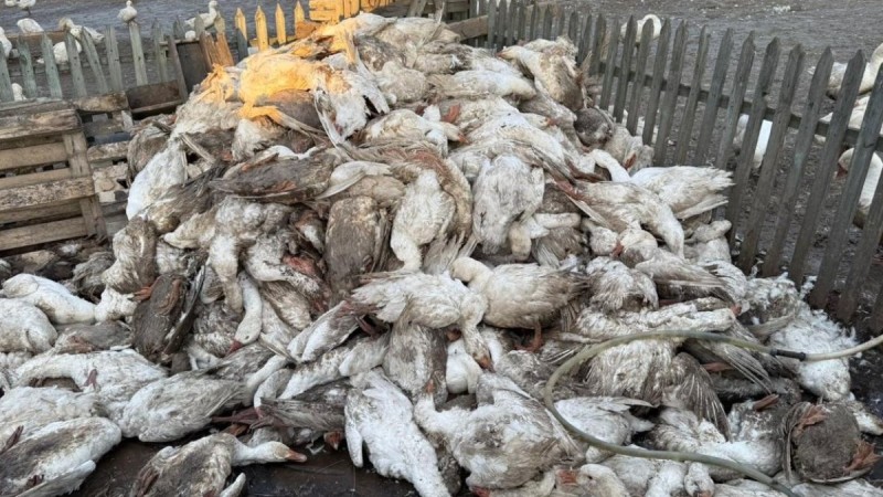 СҚО-да 7 мыңнан астам құс қырылған: тұрғындарға өтемақы төлене ме