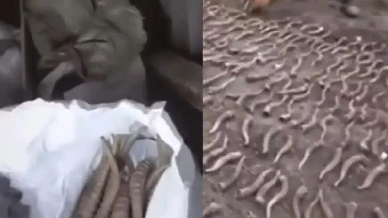 Жезқазған тұрғынының үйінен 300-ден аса киік мүйізі тәркіленді