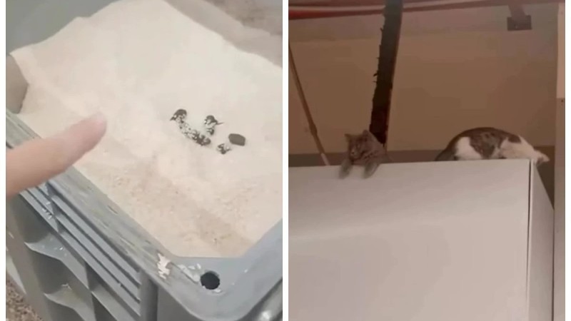 Тұтынушы Magnum дүкеніндегі күріштен мысықтың нәжісін байқаған (ВИДЕО)