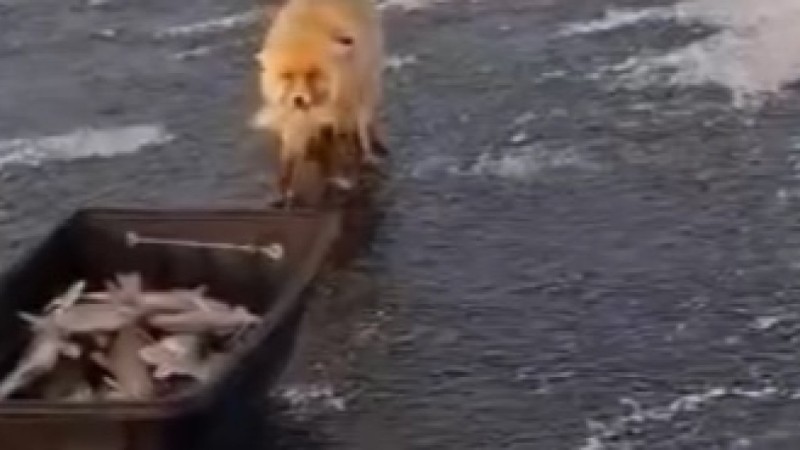 Түлкі балықшыларды алдап кетті: Астананың маңында ұстаған балықты ұрлаған аң видеоға түсіп қалды