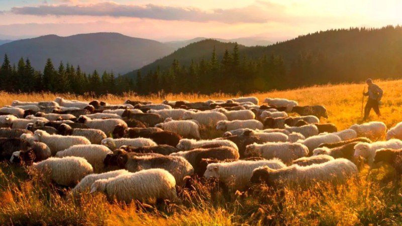 Шопандар мен бақташылар 55 жасқа толғаннан кейін арнайы әлеуметтік төлемдер алады - Үкімет жобаны мақұлдады