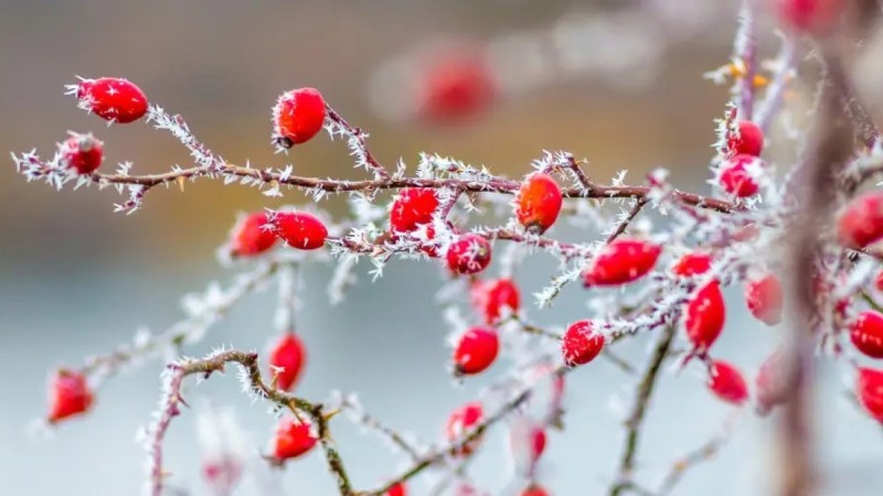 Алдағы үш күнде елімізде 38 градус аяз болады