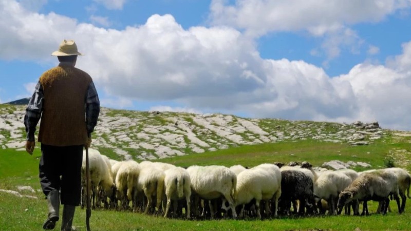 Шопандардың балаларын әскерге шақыртуды кейінгі қалдыру ұсынысы жасалды