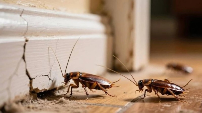 Тарақандар «абдырап» үйден өзі-ақ безеді: Мына әдісті білсеңіз болды