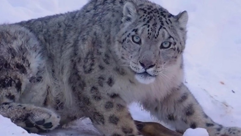 Фотограф Алматы тауларында ілбістің аң аулаған сәтін түсіріп алды