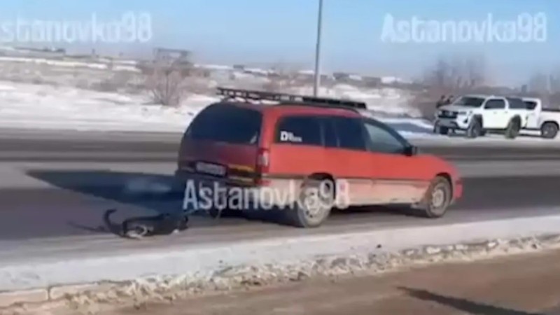 Астанада көлігімен итті сүйреген жүргізуші ұсталды (ВИДЕО)