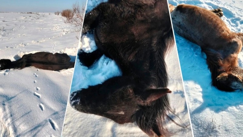 Батыс Қазақстанда жылқылардың аштан өліп жатқаны рас па