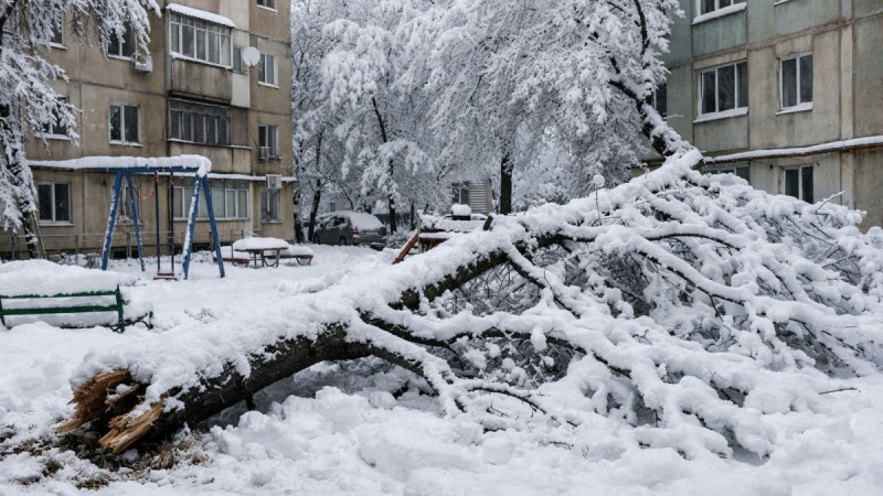 Шымкенттегі оқушы өлімі: баланы құлаған ағаш басып қалған