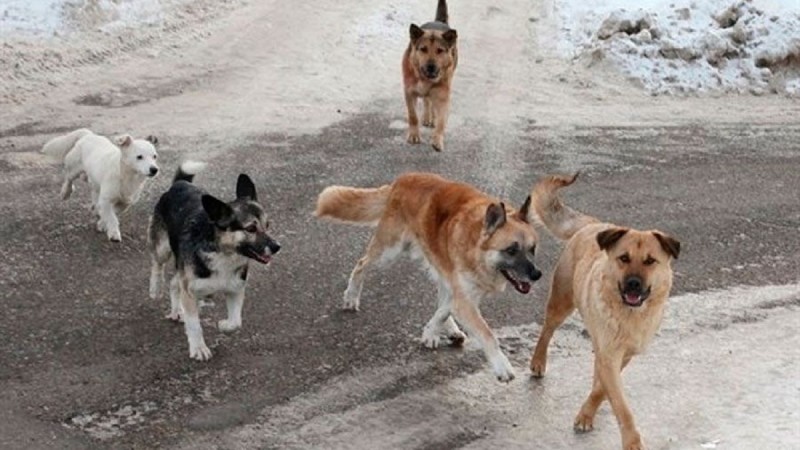 Алматы облысында 20-25 ит әйел адамды талап тастады