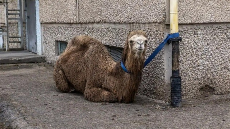 Ақтауда түйесін көп қабатты үйдің маңына байлап қойған тұрғынға айыппұл салынды (ВИДЕО)