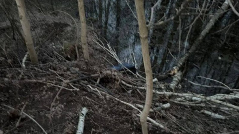 Орман аумағында ер адамның мәйіті салынған шабадан табылды