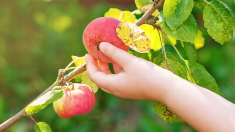 Ер адам бақшасынан жеміс ұрлаған 4 жасар қызды байлап, соққыға жыққан