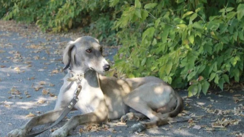 Қазақстанда тағы бір жаңа мереке пайда болды