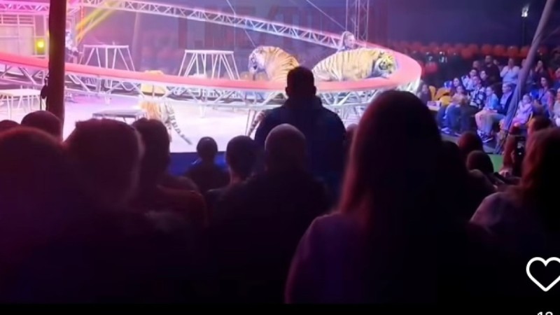 Желіде цирктегі арыстан көрерменге атылған жаға ұстатарлық кадрлар тарады (ВИДЕО)