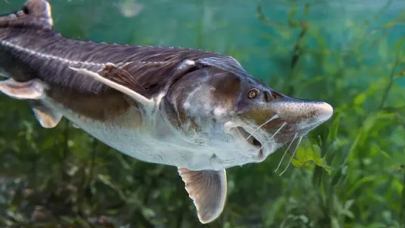 Сақ болыңыз: балық сатып алғандар сотталуы мүмкін