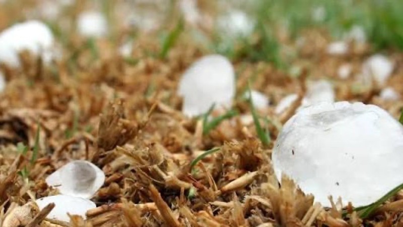 Ақтөбе облысында көлемі жұмыртқамен бірдей бұршақ жауды