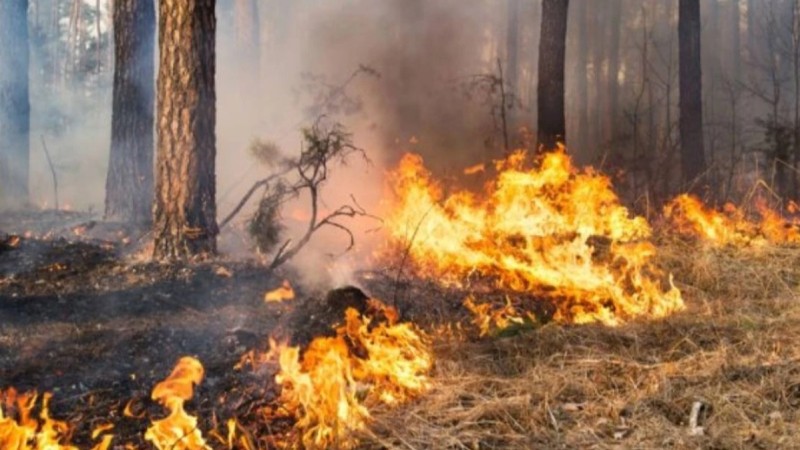 Қазақстанда бір тәулік ішінде үш орман өрті тіркелді