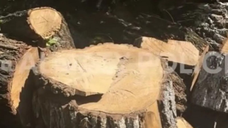 Алматыда жеке кәсіпкер есігінің алдында өсіп тұрған ағашты кесемін деп басы дауға қалды (ВИДЕО)