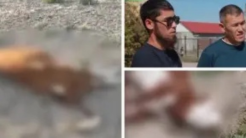 Атырау облысында мал жұмбақ жағдайда қырылып жатыр