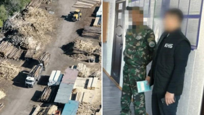 «Семей орманында» сыйақы үшін ағаштарды заңсыз кесуге жол берген лауазымды тұлғалар ұсталды