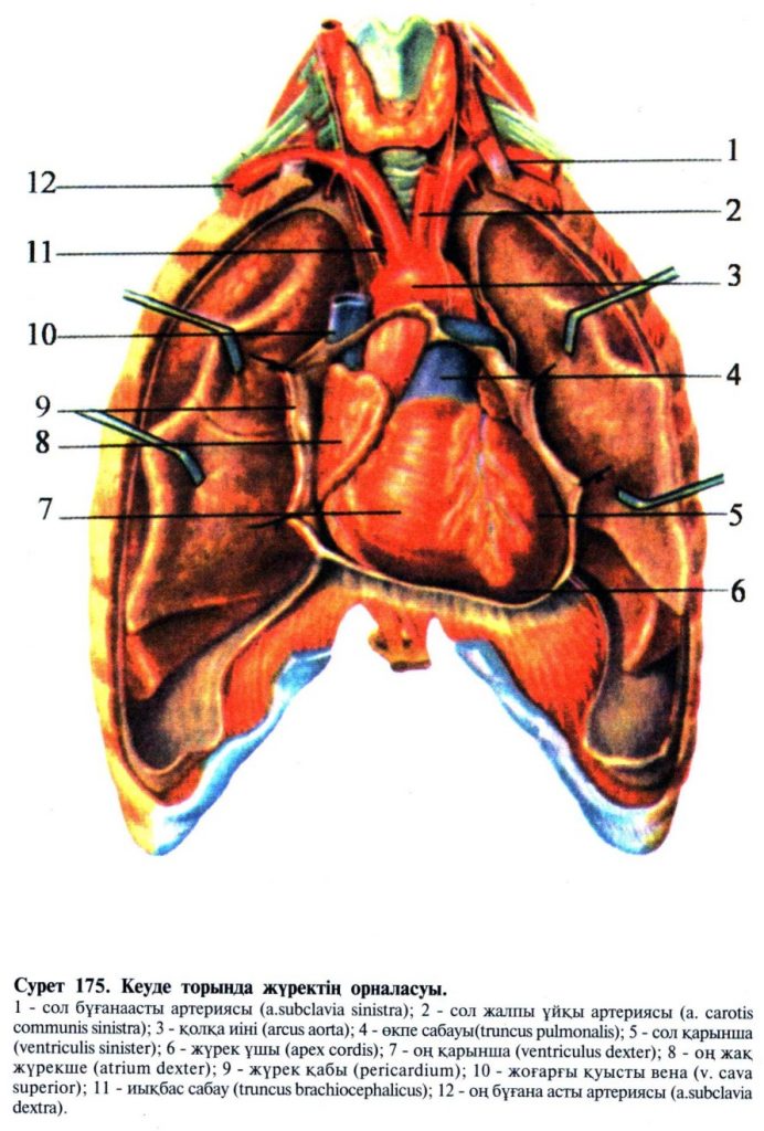 Кеуде торында жүректің орналасуы