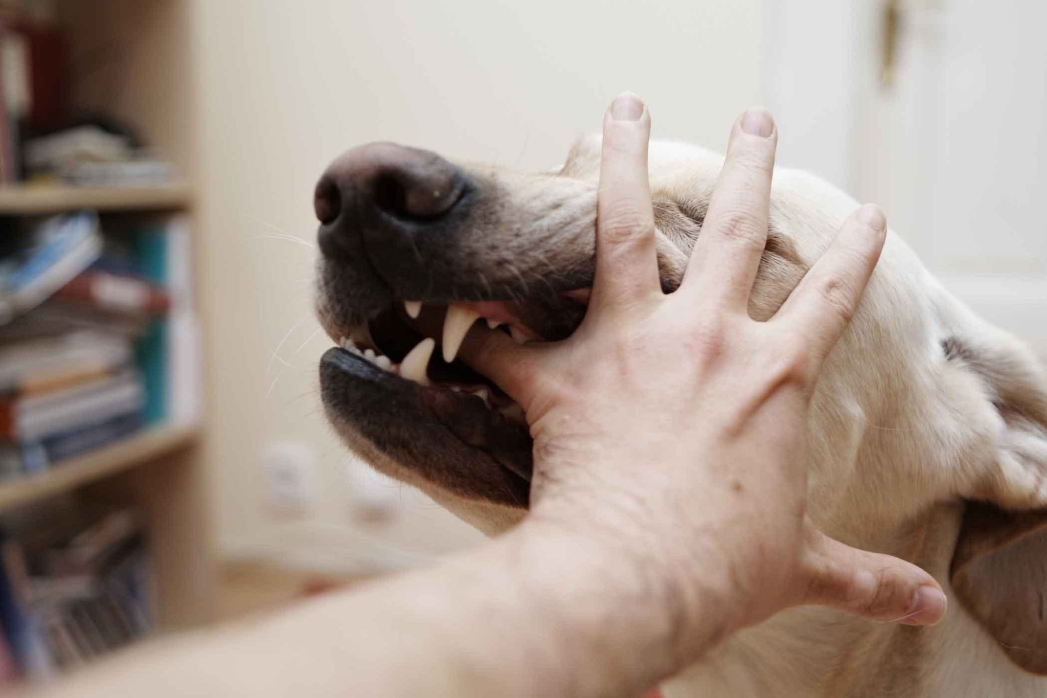 Сон кусает собака за руку без крови. Собака вцепилась в руку.